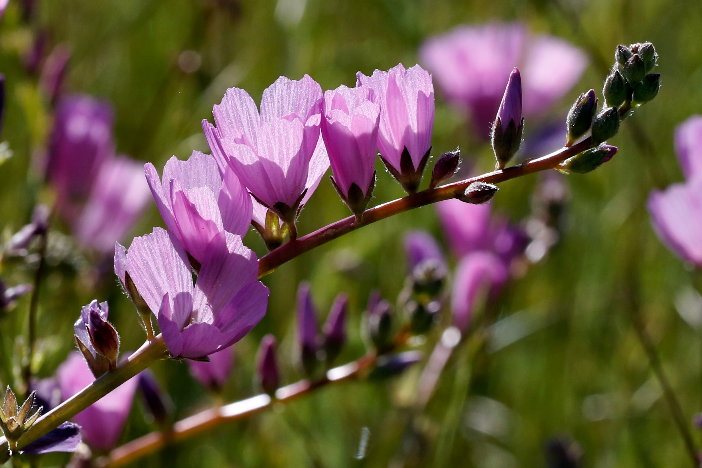 Wildflowers